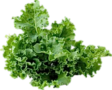 kale image